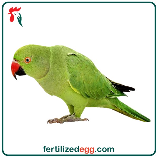 تخم نطفه دار طوطی ملنگو 